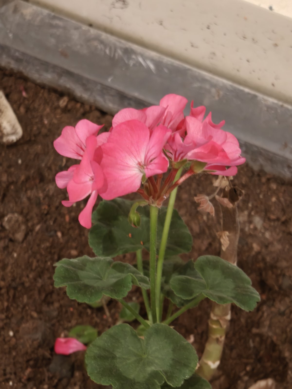 📷 Geranium in a Pot — India · 12 Sept 2026