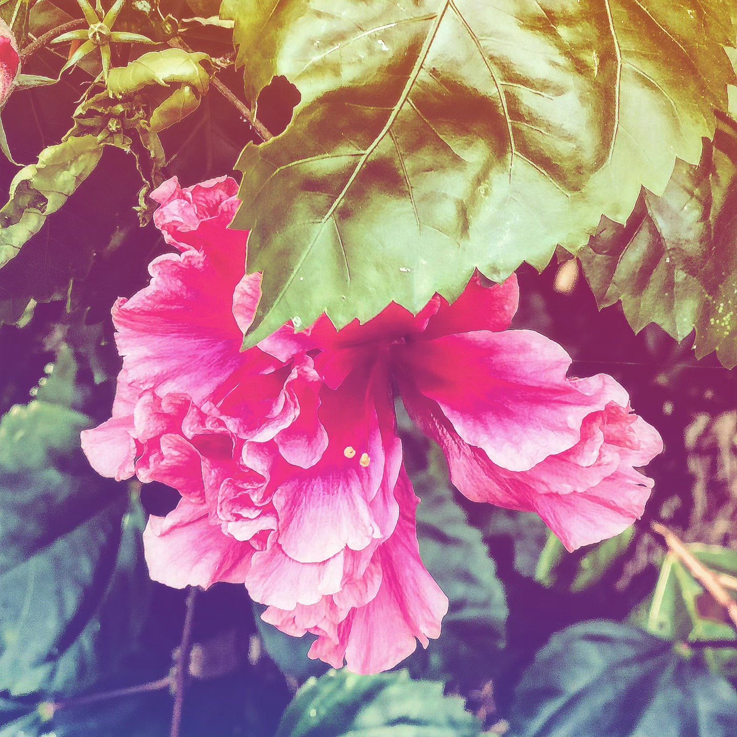 📷 Pink Under Green — India · 31 Jul 2026