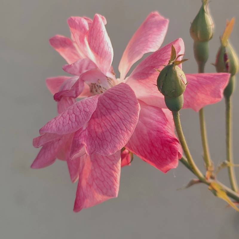 Petal Details