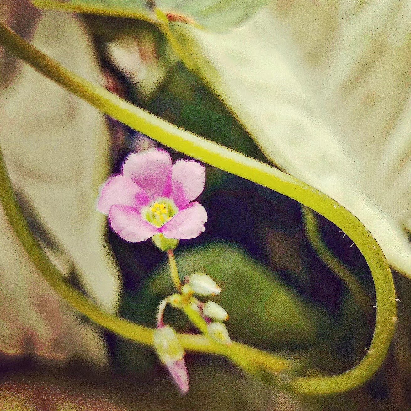 📷 On a Curling Stem — India · 23 Jul 2026