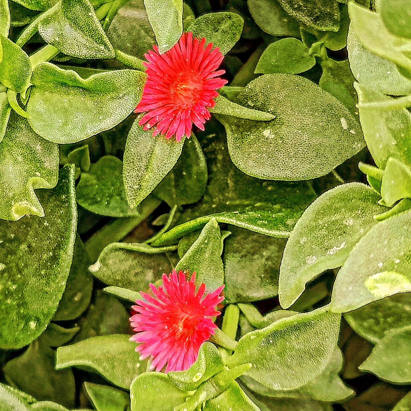 Moss Rose