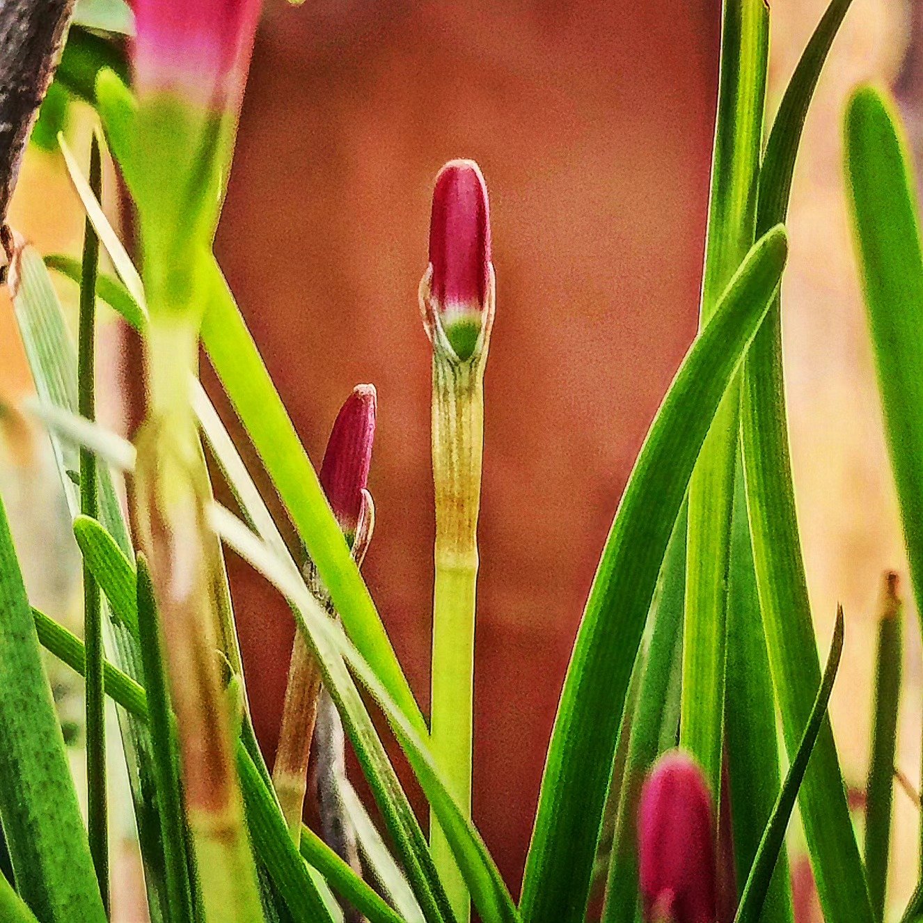 Rain Lily, Beginning
