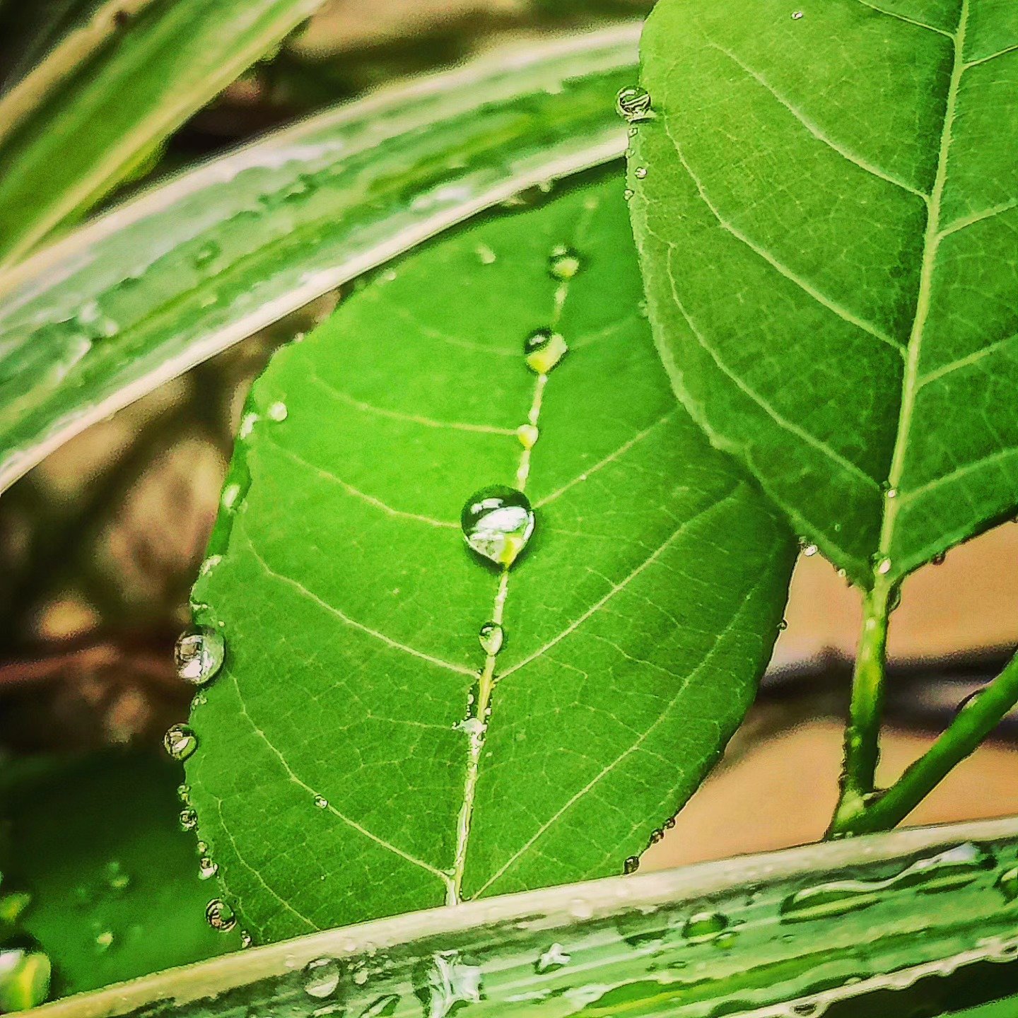 📷 After the Rain — India · 18 Jul 2026