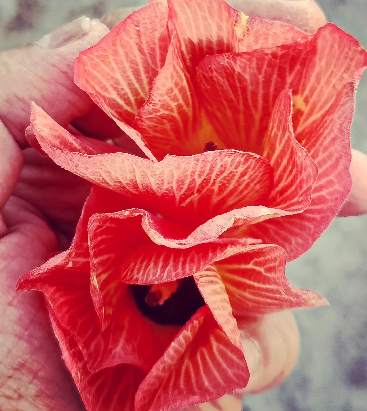 Petals in Hand