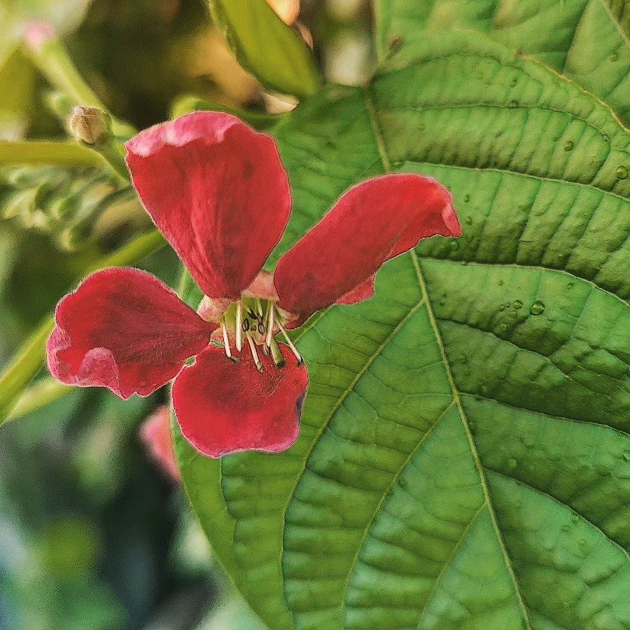 📷 Red and a Big Green Leaf — India · 09 Aug 2026