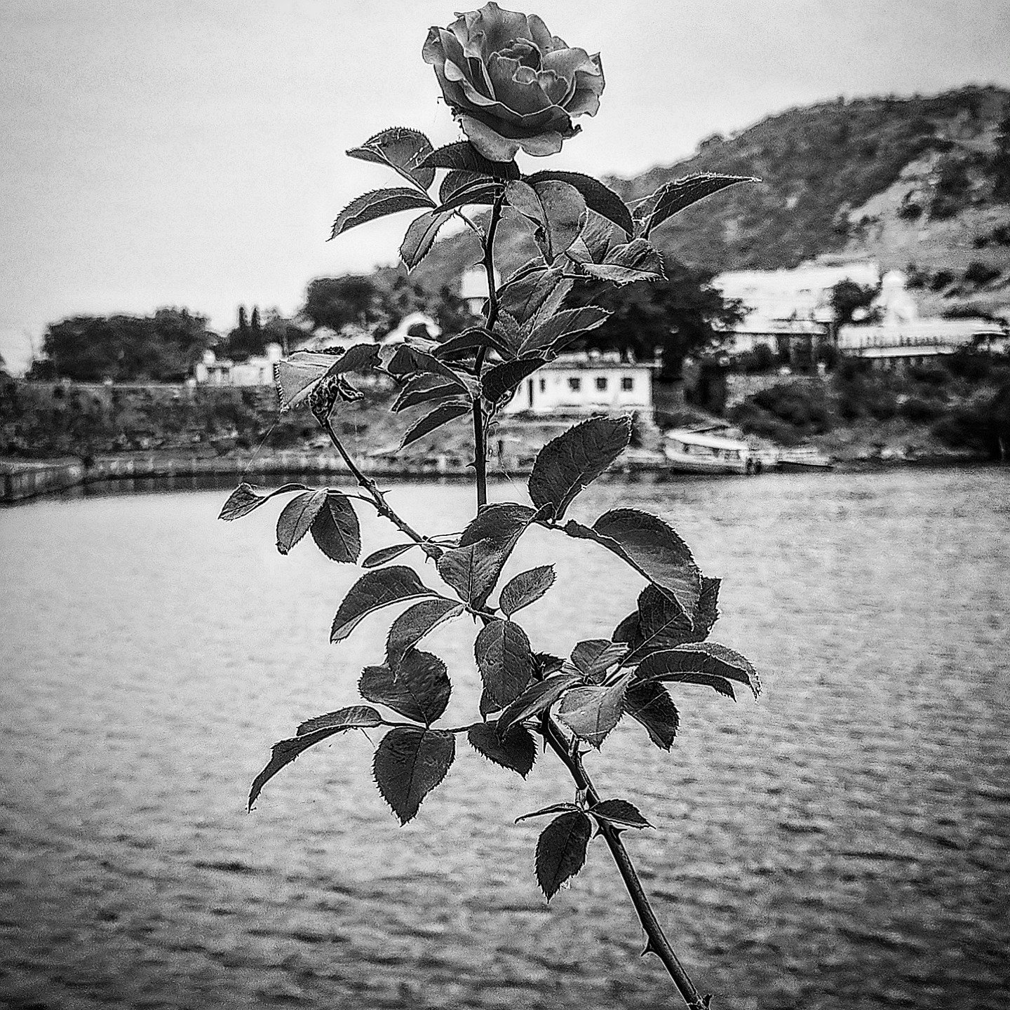 📷 Rose and Hill Town — Mount Abu, Rajasthan · 09 Jul 2026