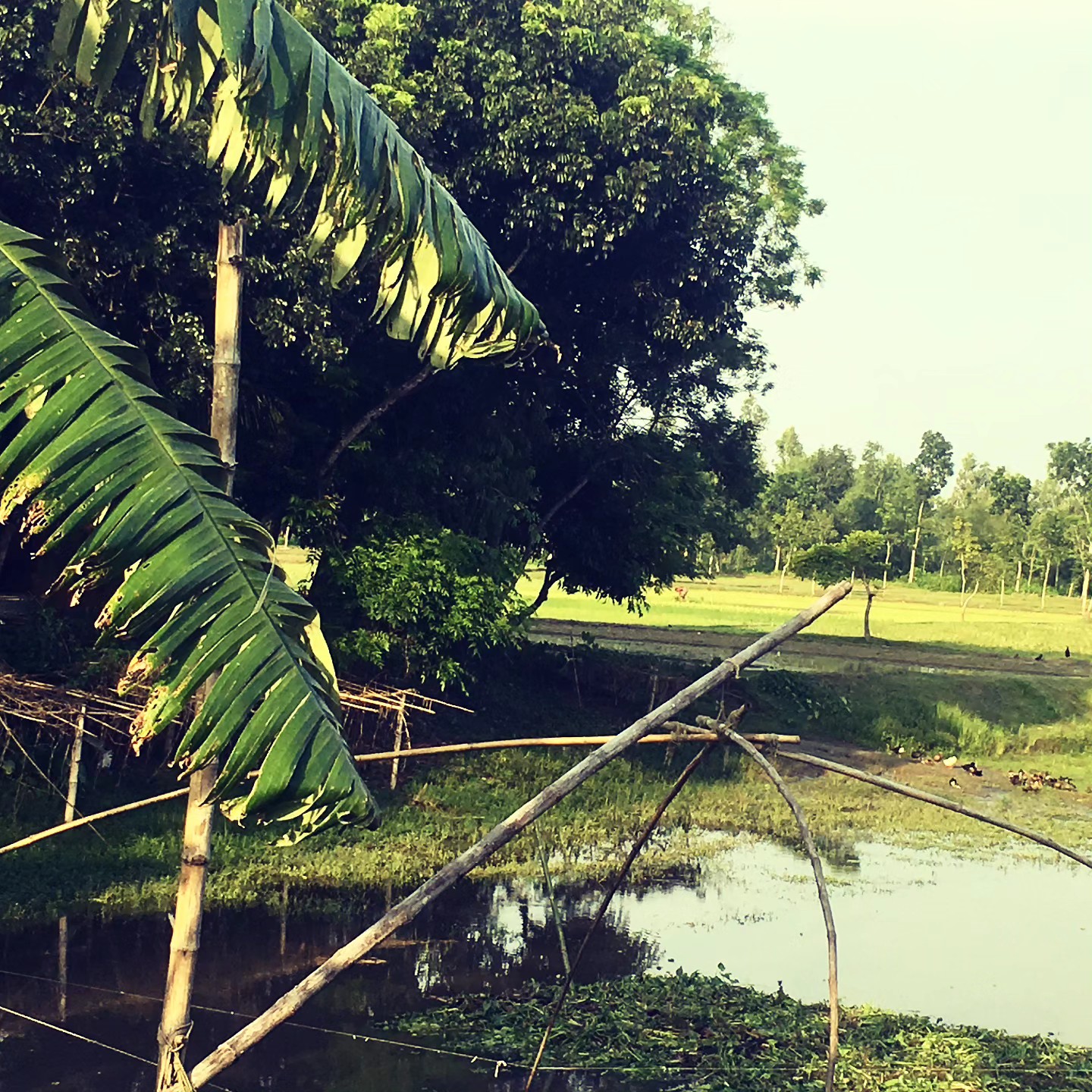 Village Pond