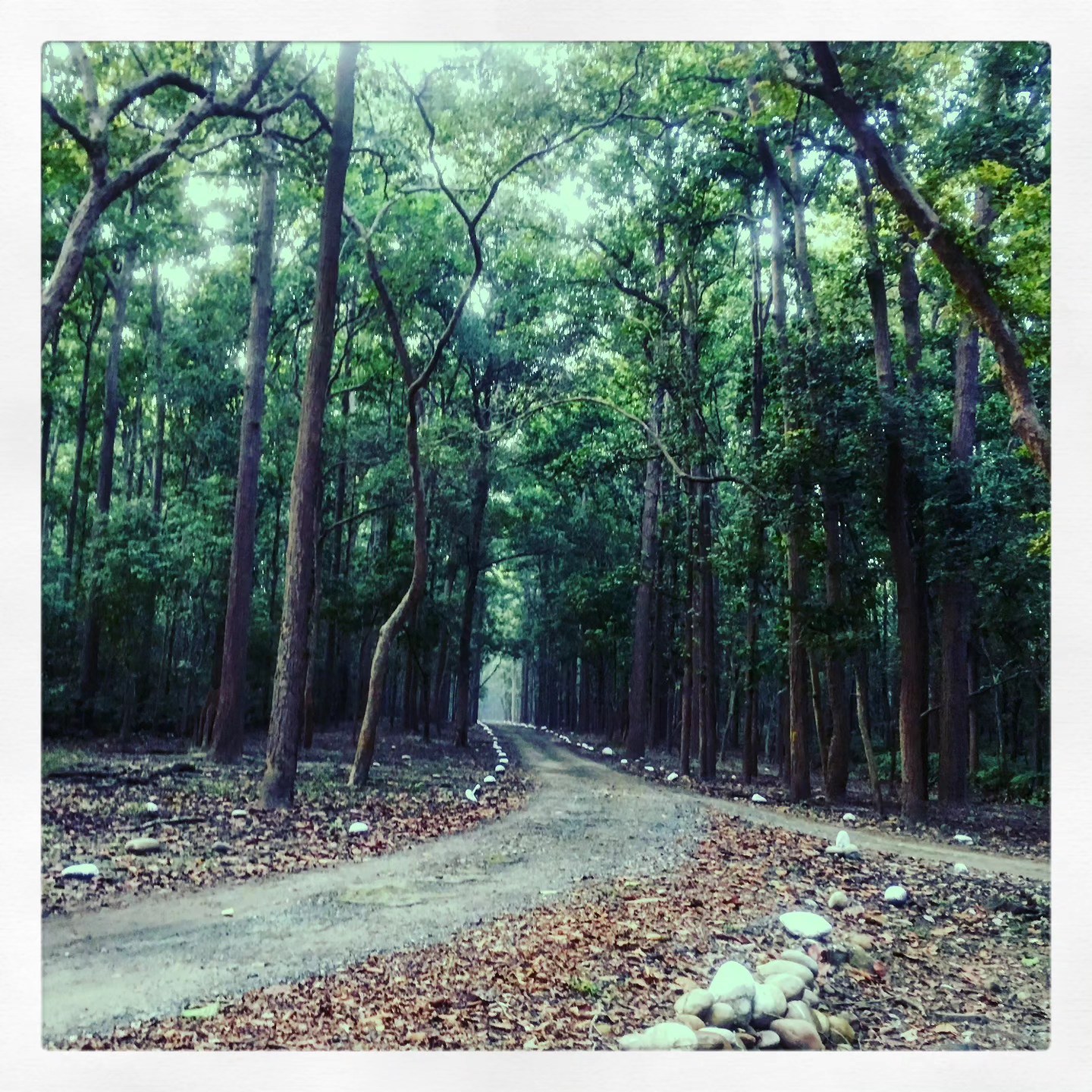 The Sal Forest Road