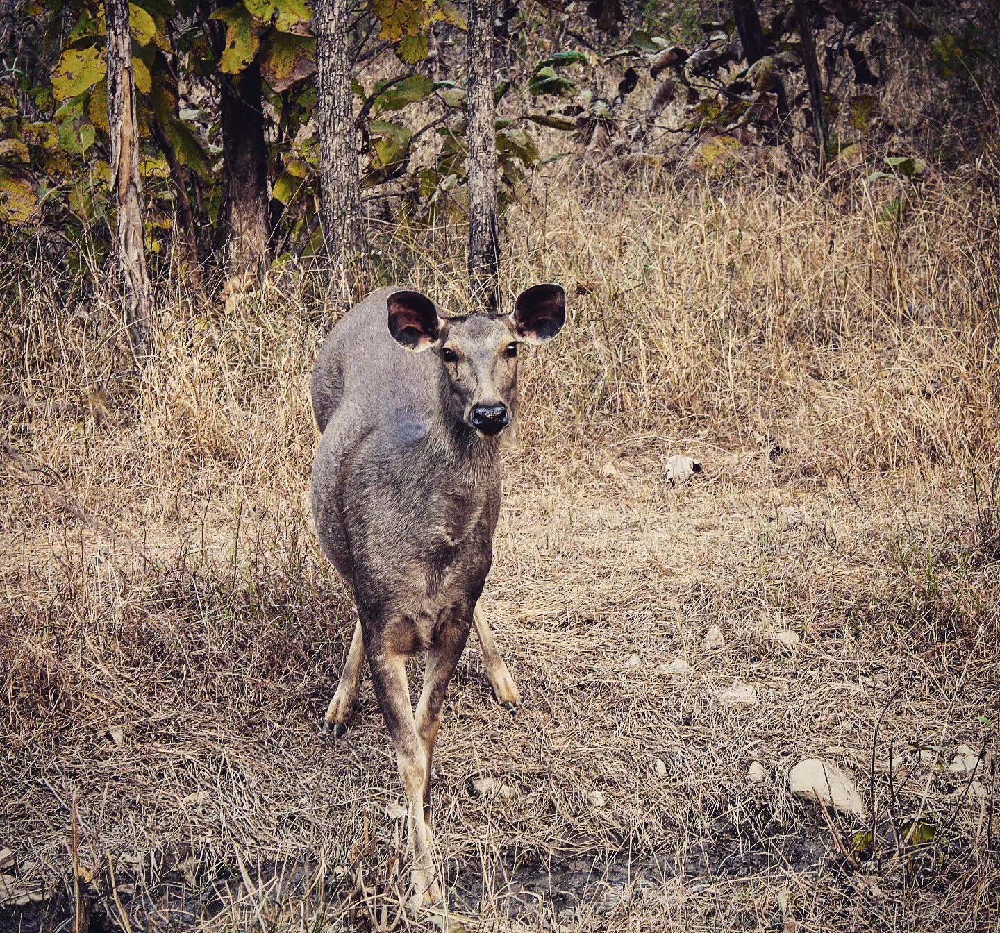 📷 Sambar in the Dry — Central India · 11 Jul 2026