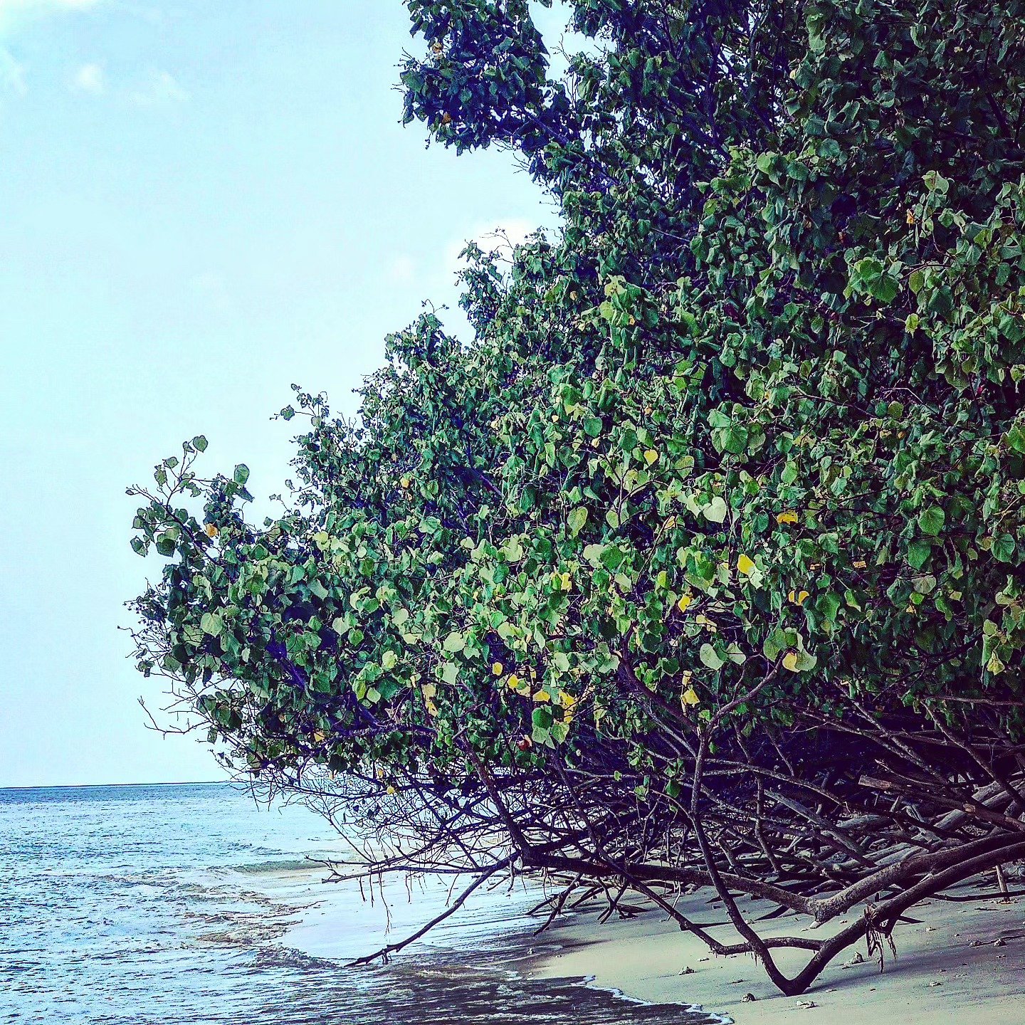 Tree Over Water