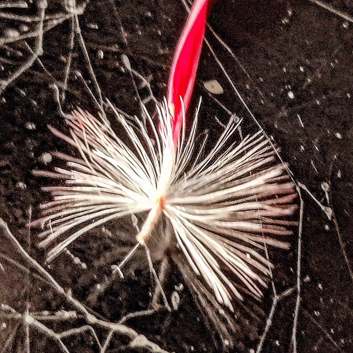 📷 Seed Head, Held — India · 24 Jun 2026