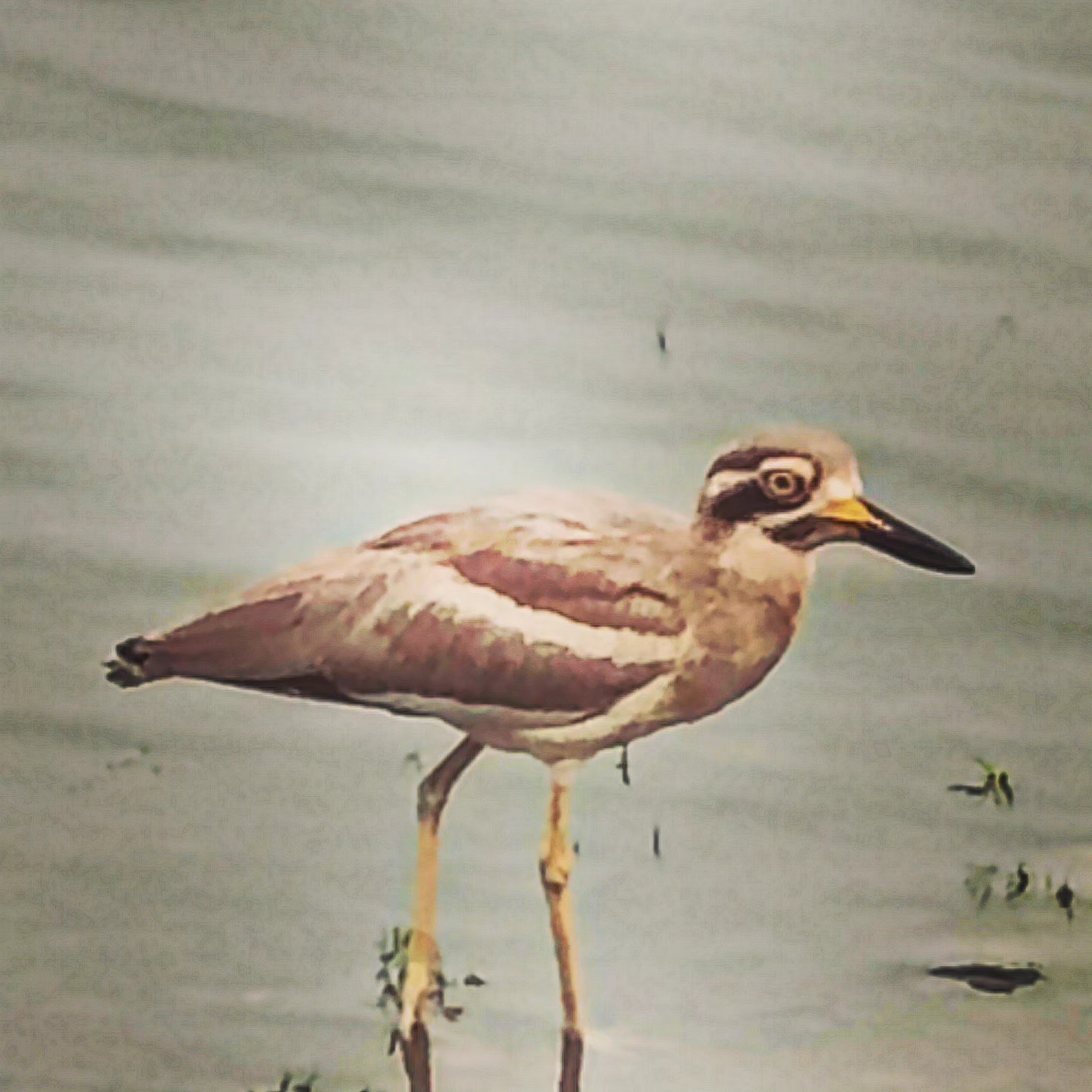 The Stone-Curlew
