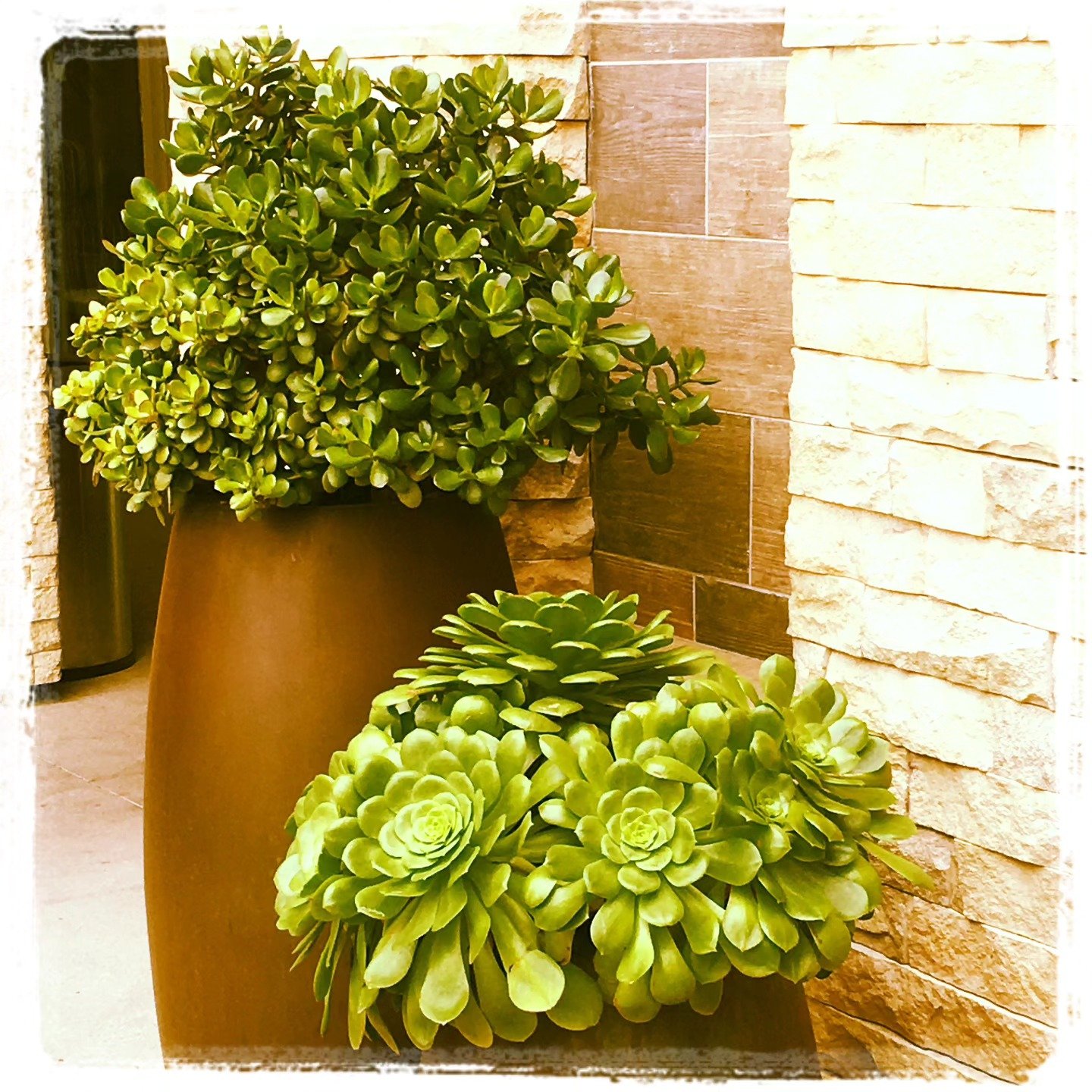 📷 Stone and Succulent — India · 15 Jul 2026