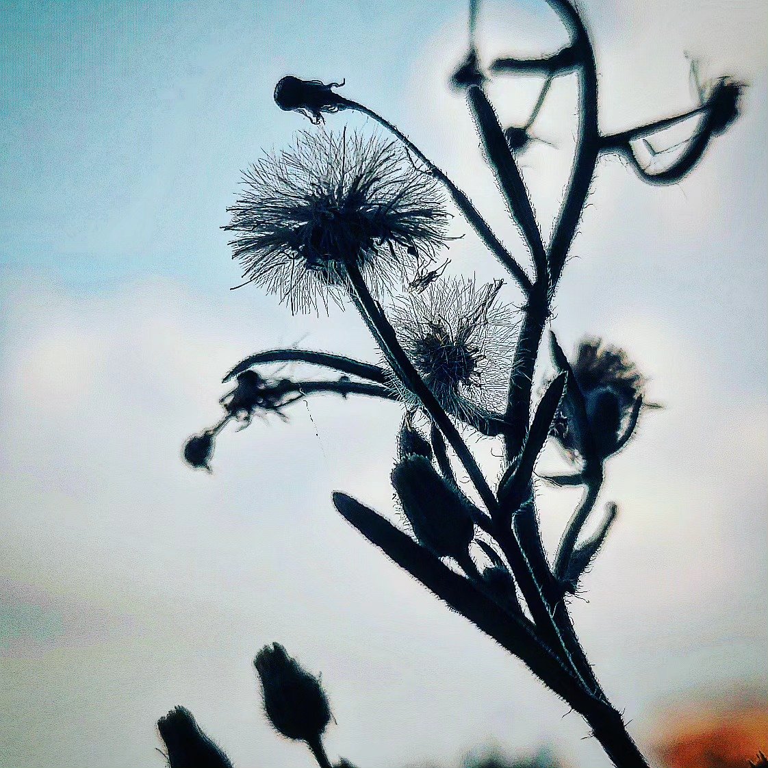 📷 Cobwebs and Thistles — India · 28 Jul 2026
