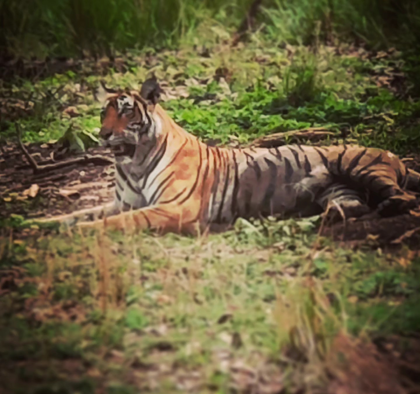 The Tiger Resting