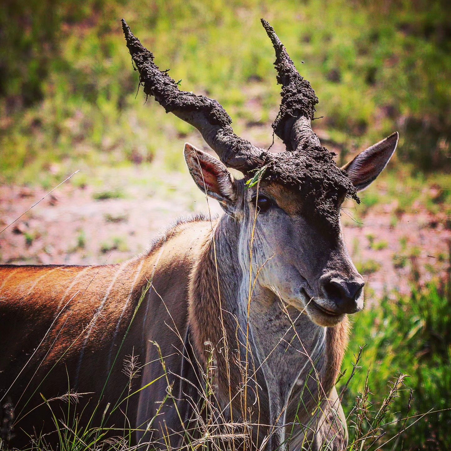 📷 Mud-Capped — Maasai Mara, Kenya · 22 Jul 2026