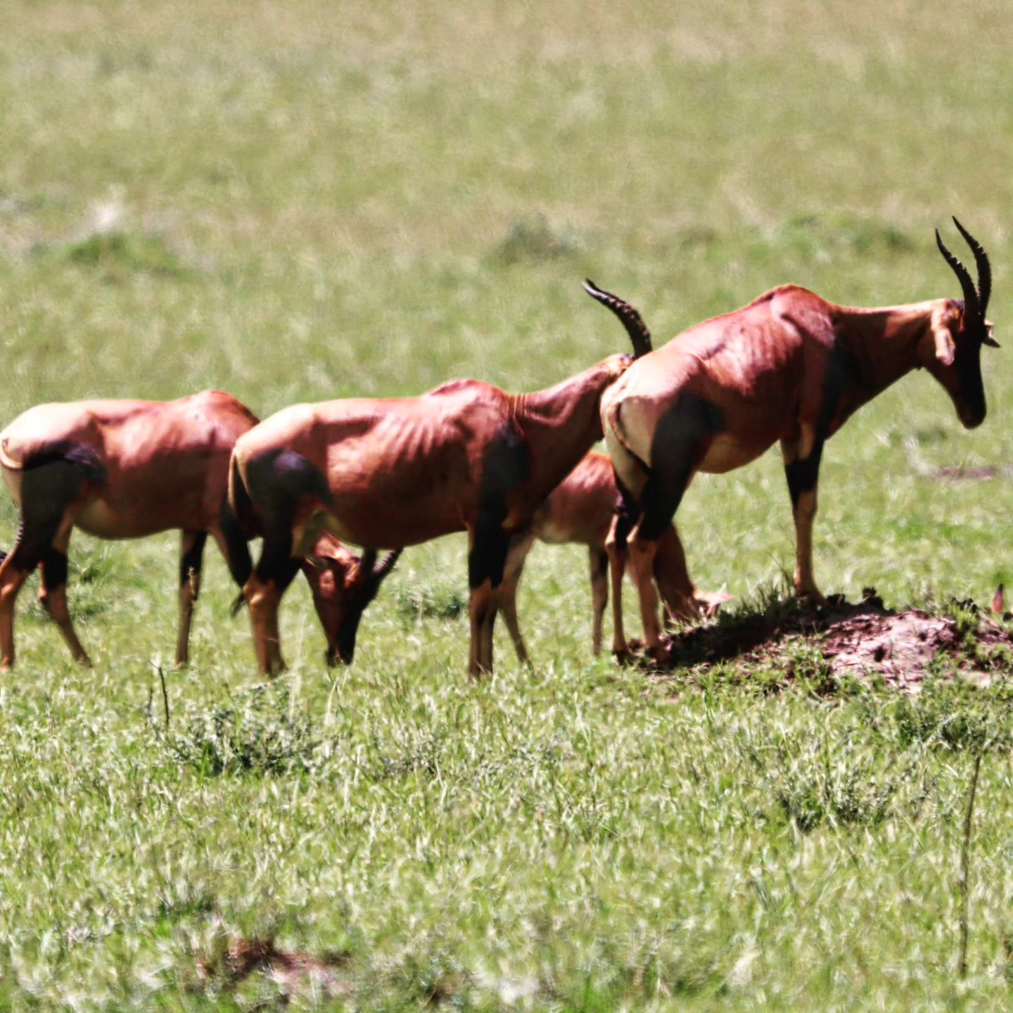 Topi on a Termite Mound