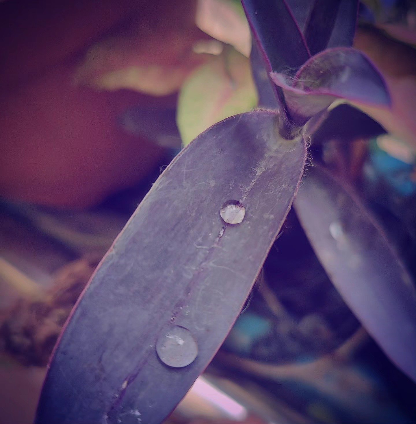 Two Drops on a Purple Leaf