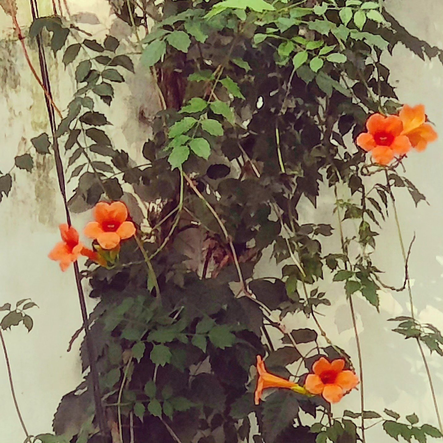 📷 Trumpets on a Wall — India · 30 Jul 2026