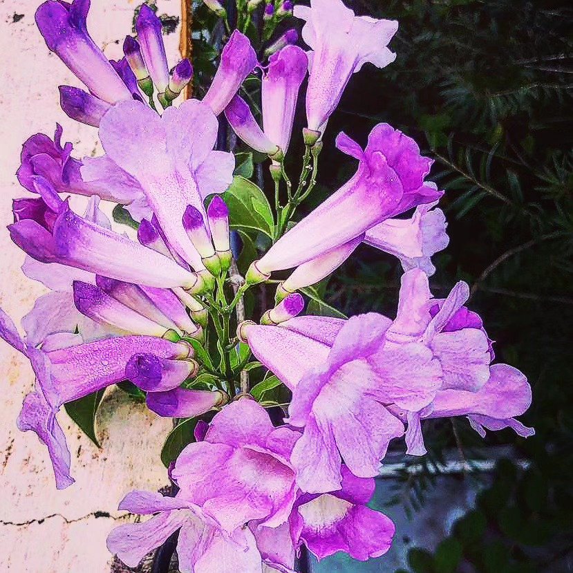 📷 Trumpets in Purple — India · 17 Jun 2026