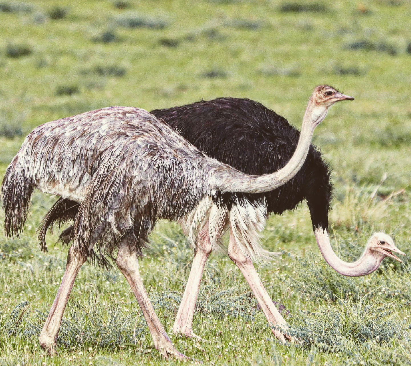 Two Ostriches