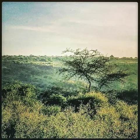 Acacia, Holding the Hill, Maasai Mara, Kenya