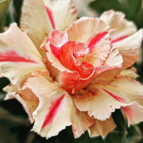 Desert Rose, Double, India
