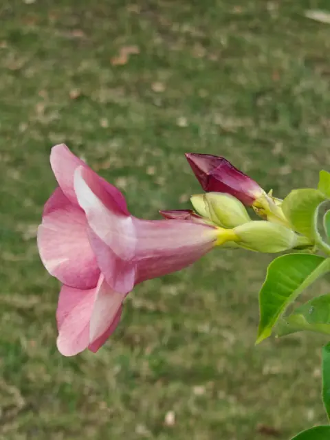 Allamanda in Profile, Dehradun, Uttarakhand