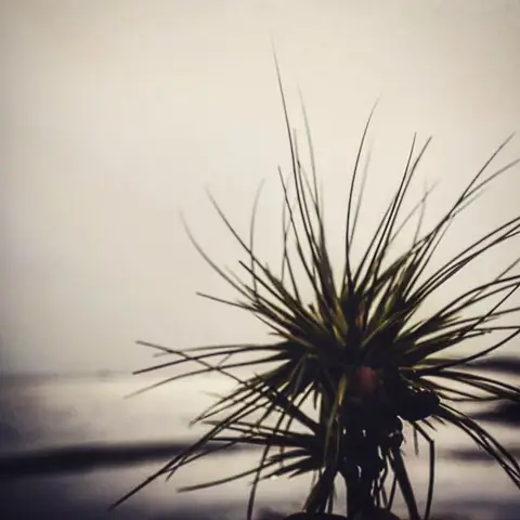 Spikes by the Sea, Karwar, Karnataka