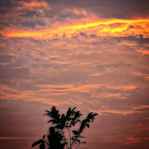 Amber Branches, Coorg, Karnataka