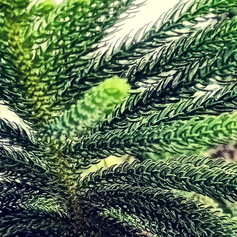 The Patience of Pines, India