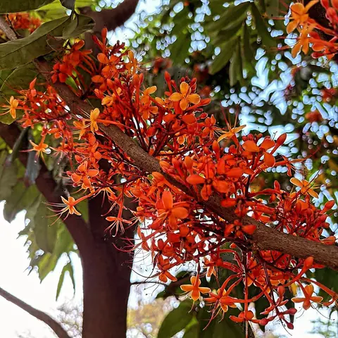 Ashoka in Bloom, India
