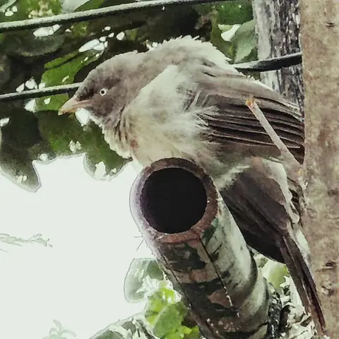 Babbler on the Bamboo Box, India
