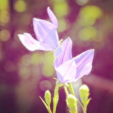 Balloon Flowers, Himalayan Foothills, India