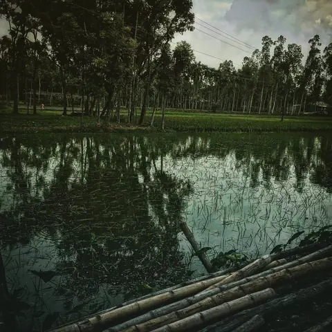 Bamboo Poles at a Village Pond, India