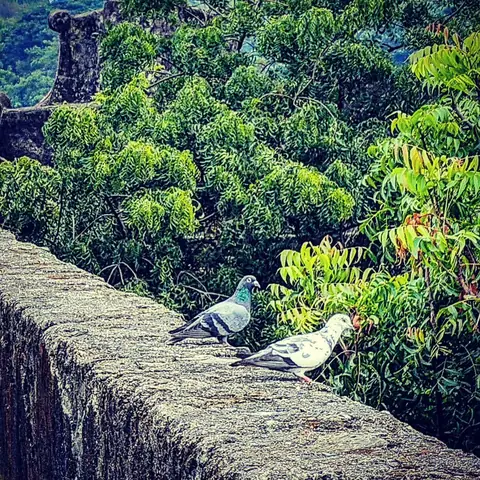 Pigeons on the Parapet, Western Ghats, India
