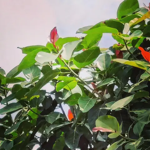Fig, Sprouting Pink, Bangalore, India