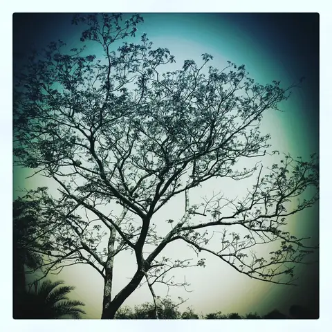 Tree Against the Light, Pench, Madhya Pradesh