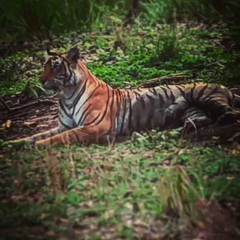 Resting Majesty, Bandhavgarh, Madhya Pradesh