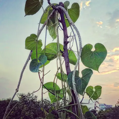Heart-Shaped, India