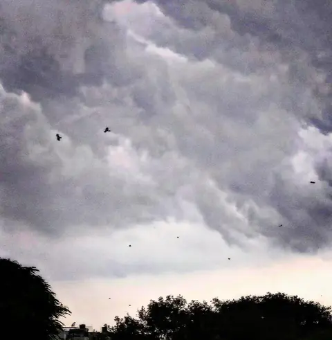 Birds, Before the Rain, India