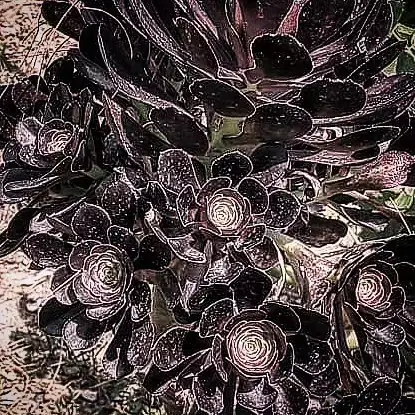Aeonium, Black, India