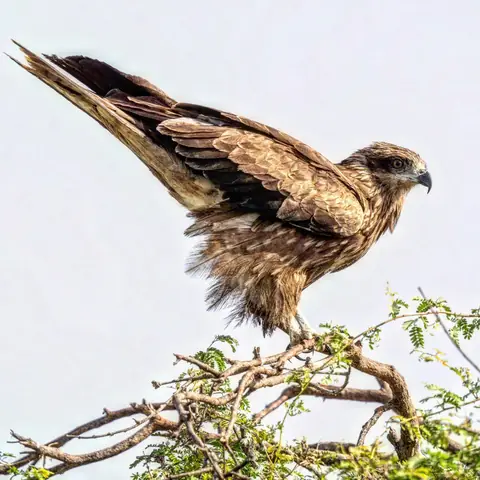The Preening Kite, Rajasthan, India