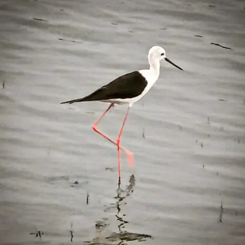 Stilt at Mirror, Bharatpur, Rajasthan