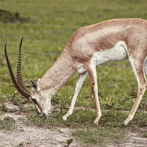 Grazer at the Edge, Kenya
