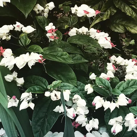 Bleeding Heart Vine, India