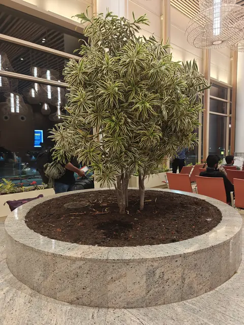 The Tree in the Terminal, Bengaluru Airport T2
