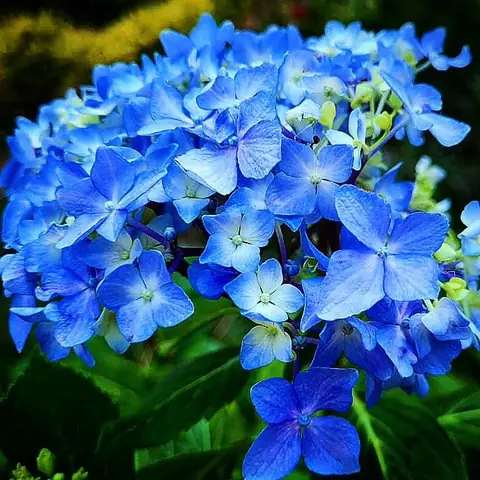 Hydrangea, Blue, Himalayan Foothills, India