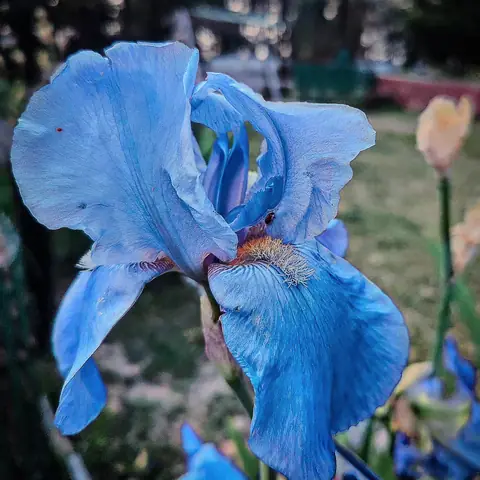 Azure Iris, Srinagar, Kashmir