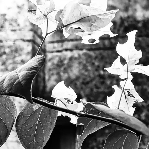 Bougainvillea in Monochrome, India